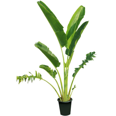 Traveller's Palm – Ravenala madagascariensis
